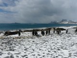 Penguins and elephant seals shrug off the wind in the Bay of Isles