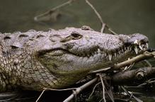 Cocodrilo de Pantano (Crocodylus moreletii). Llamado Ayin en maya. 