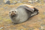 Shy Fortuna fur seal­