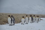 Penguins on the March