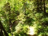Hoh Rainforest, Olympic National Park