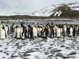 Bay of Isles Penguin Colony