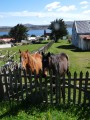 Falkland horses­