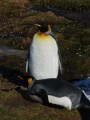 King Penguins­­­­­­­­­­­­­­­­­­­­­­­­­­­­­­­­­­­­