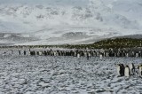 More penguins in the Bay of Isles