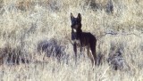 Rare black dingo