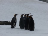 Fortuna Penguins