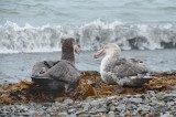 Giant Petrels hanging out­­