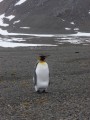 King Penguin­­­­­ goes it alone