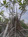 Nido entre el mangle rojo o Xtapche' como se dice en maya (Rhizophora mangle)