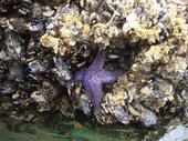 Purple Star Fish amidst a web of mussels