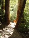 Hike through the Tall Trees Grove in Redwood NP