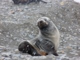 Fortuna fur seal