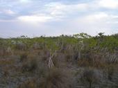 Área del campamento rodeado de mangle rojo enano