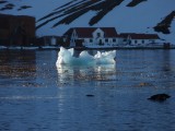Grytviken ice floe­­­­­­­