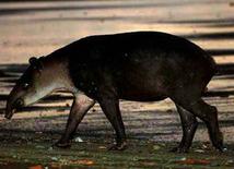 Tapir o Danta (Tapirus bairdii). Llamado Tzimin en maya. Difícil de observar.