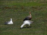 Falklands Geese­
