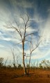 Parched land