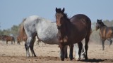 Brumbies dig holes in the river bed to access water, which is just under the surface