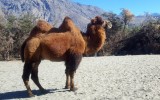 Bacterian camel