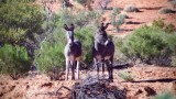 Donkeys