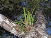 Orquídea a la orilla de la Laguna de Bacalar