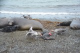 Newborn elephant seal­­­­­­­­­­­­­­­­­­­­­­­­­­­ ­  crushed to death by an ­al­pha male trying to ma­te ­with his mother­­­
