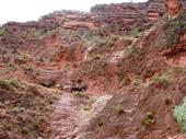 Mule tean headed down