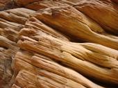 Slickrock looks like petrified wood