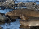 Seal Family