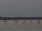 Los flamencos