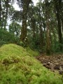 Musgo en bosque altoandino­­