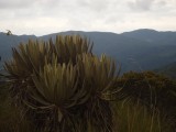 familia de frailejones