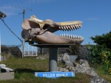 Killer whale skull.