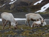 Reindeer hanging out
