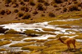 Vicuña - Foto Enero 2011