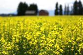 Yellow field with barn in the distance