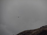 El condor