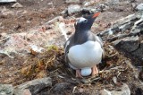 Gentoo and gentoo-to-be.