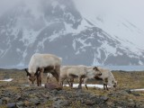 Grazing