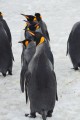 Penguin Conga line