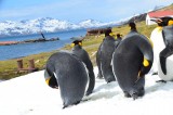 Penguin Yoga