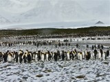 Bay of Isles - Wind-whipped penguins­­