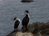 A couple of good shags
