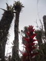 Grandes frailejones