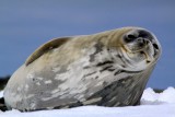 Foca de Wedell