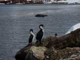 Shags on the rocks