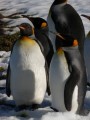 King Penguins