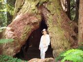 Redwood lodge