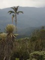 Frailejon y palma de cera